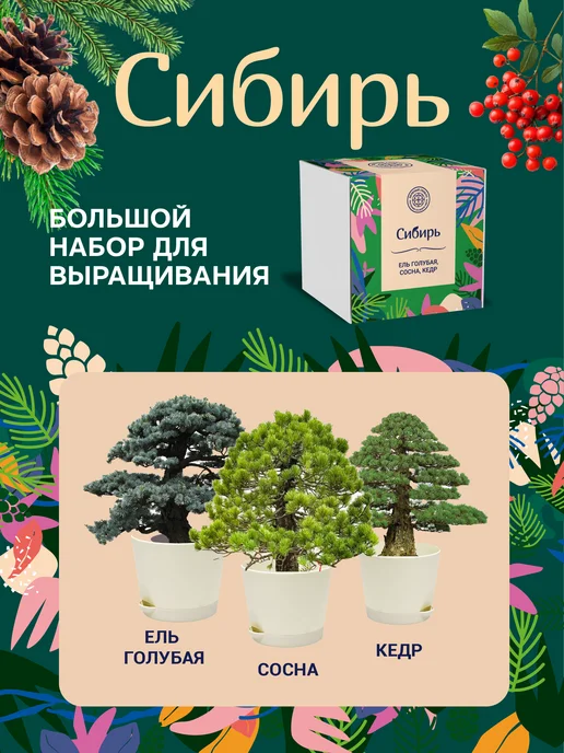 ЭкоКлуб Набор для выращивания бонсай "Ель, Сосна, Кедр", 3 шт