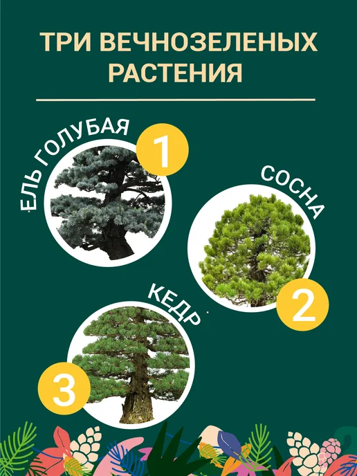 ЭкоКлуб Набор для выращивания бонсай "Ель, Сосна, Кедр", 3 шт, фото 2