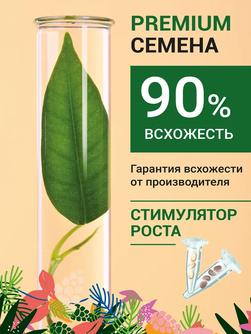 ЭкоКлуб Набор для выращивания бонсай "Ель, Сосна, Кедр", 3 шт, фото 4