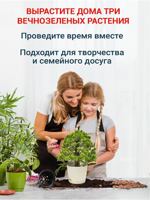 ЭкоКлуб Набор для выращивания бонсай "Ель, Сосна, Кедр", 3 шт, фото 5