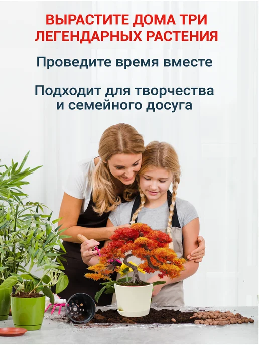 ЭкоКлуб Набор для выращивания бонсай Япония.Сакура, Клен, Жасмин, 3 шт, фото 5