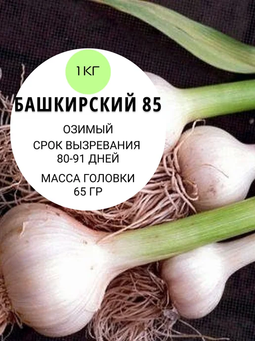 ФЛОРАЛИЯ Чеснок на посадку осенью озимый, Башкирский 85 1 кг, 1 кг