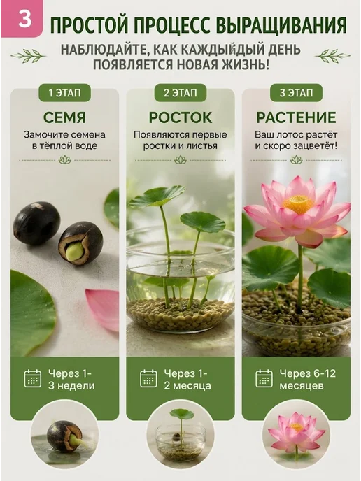 Набор для выращивания растений и цветов лотоса 2 шт, 3 шт, фото 3