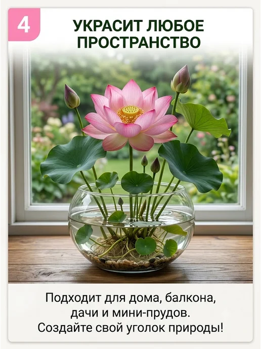 Набор для выращивания растений и цветов лотоса 2 шт, 3 шт, фото 4