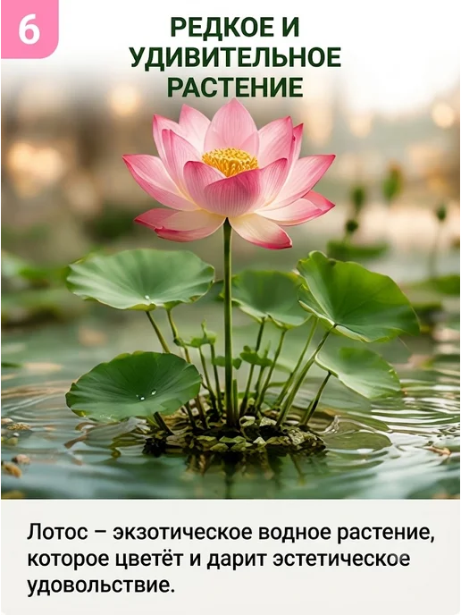 Набор для выращивания растений и цветов лотоса 2 шт, 3 шт, фото 5