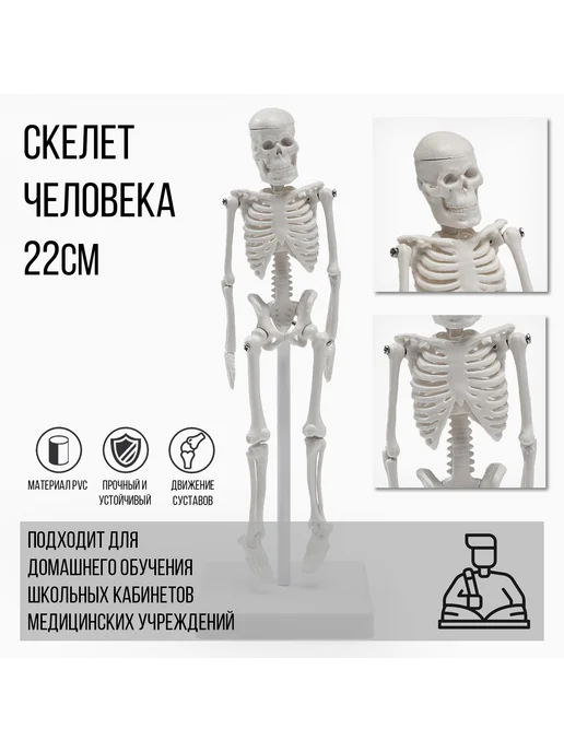 Порядок во всем Анатомическая модель Макет скелета взрослого человека 22 см, вариант