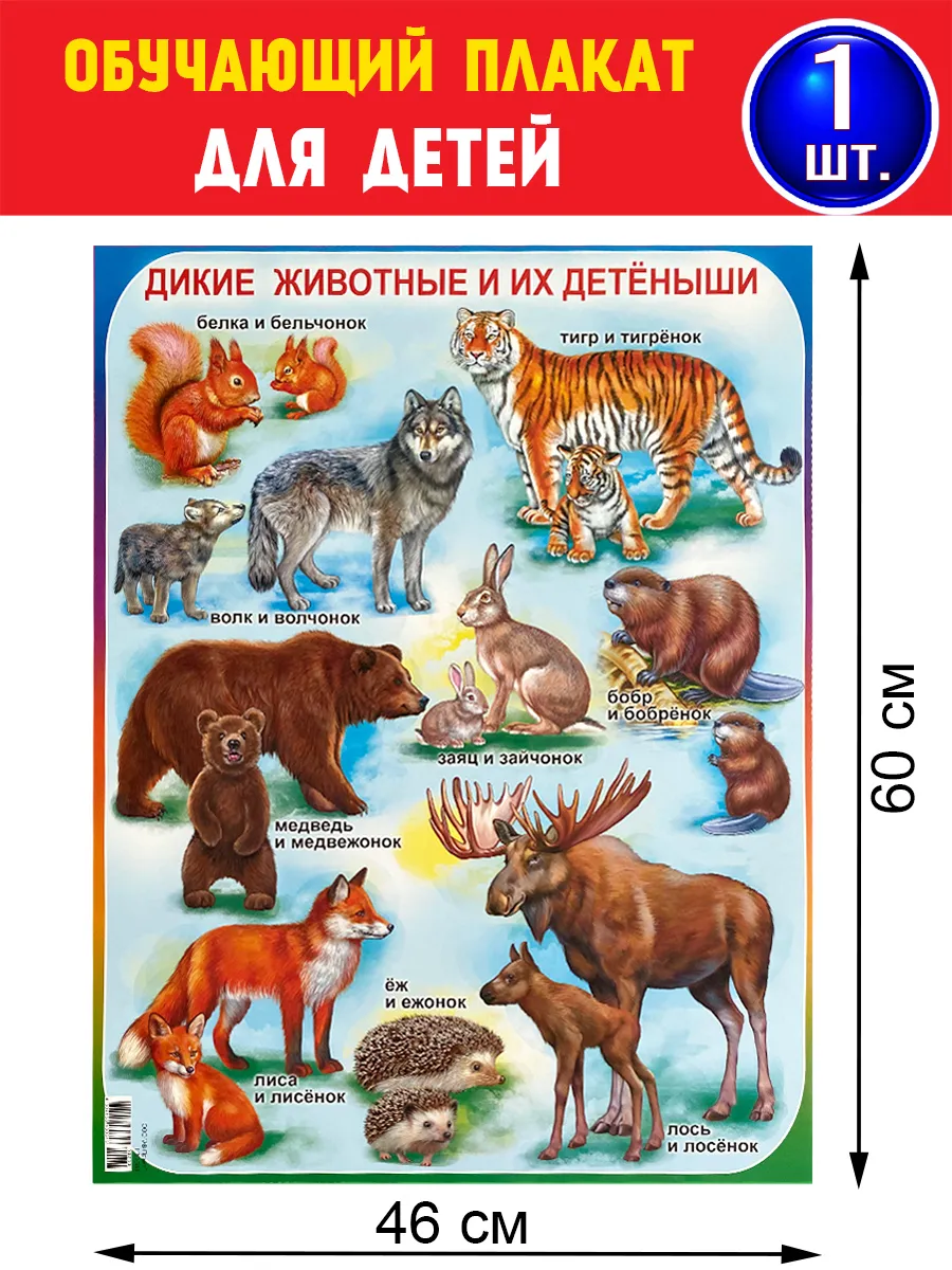 Обучающий плакат для детей