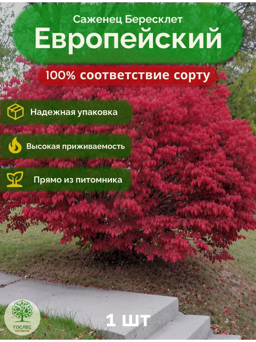 Бересклет Европейский саженец 1 шт