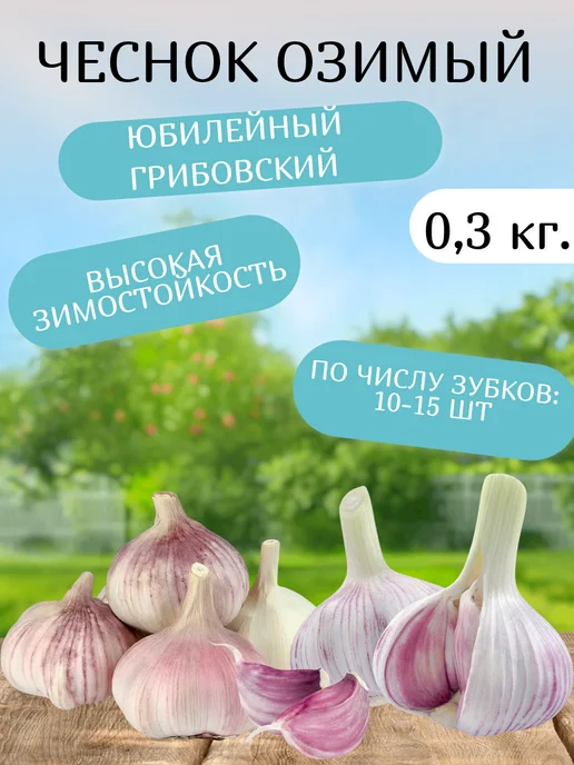 ЧудоУрожай Чеснок Озимый Юбилейный Грибовский 1 кг, 300 г