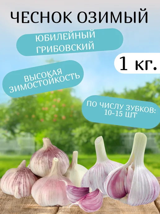 ЧудоУрожай Чеснок Озимый Юбилейный Грибовский 1 кг, 1 кг