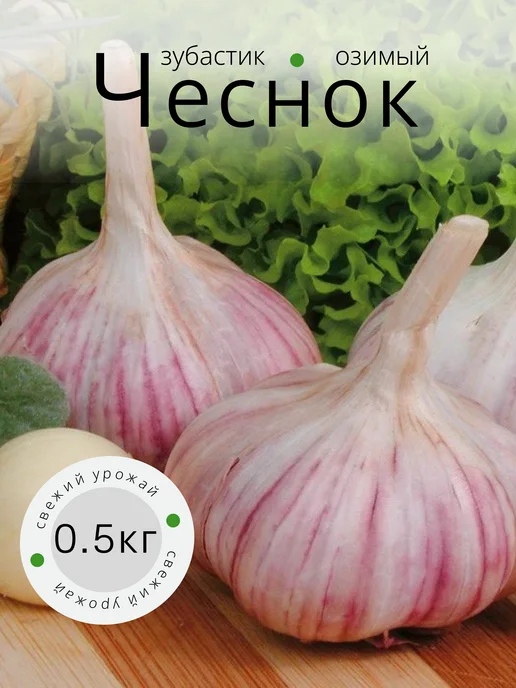 УСАДЬБА САДА Чеснок на посадку осенью озимый, Зубастик луковицы 0.5 кг, 500 г