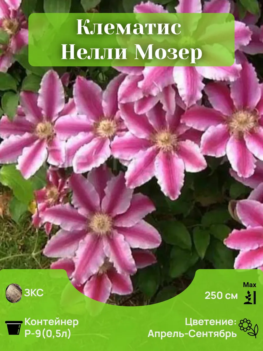 Клематис Нелли Мозер Р-9