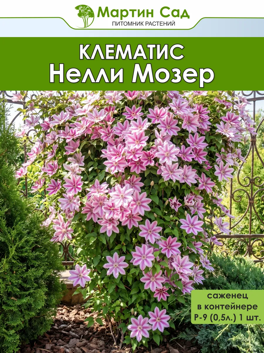 Клематис Нелли Мозер Р-9