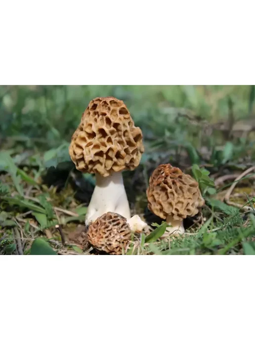 Naturalika Сморчки сушёные грибы сухие деликатесы 1000г, 1 кг, фото 5