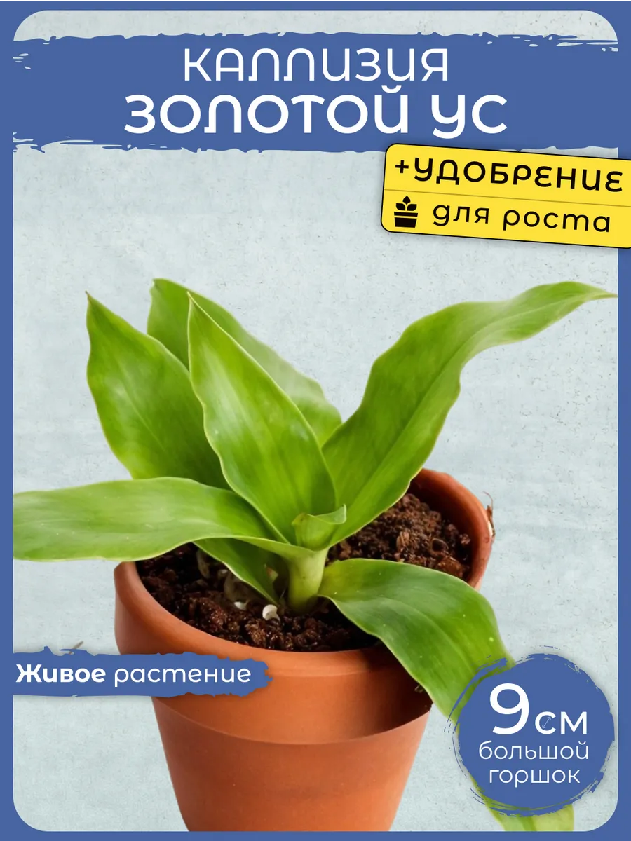 Комнатные растения живые цветы Каллизия Золотой Ус г