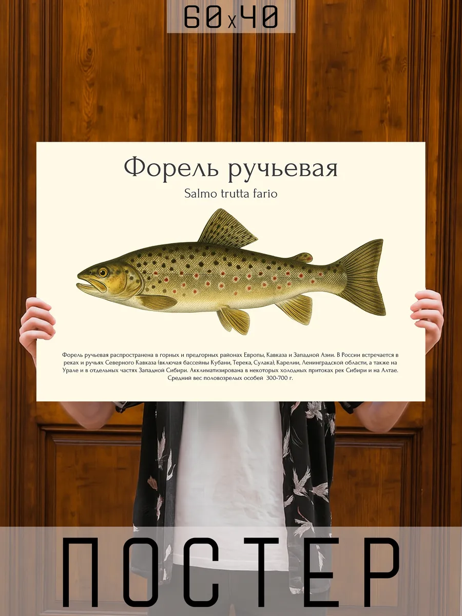 Постер на стену интерьерный большой Рыбы для рыбака - Форель