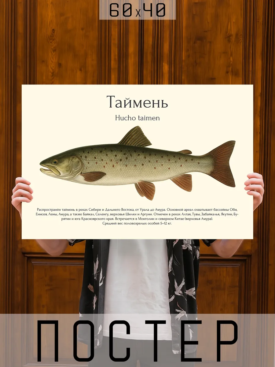 Постер на стену интерьерный большой Рыбы - Таймень