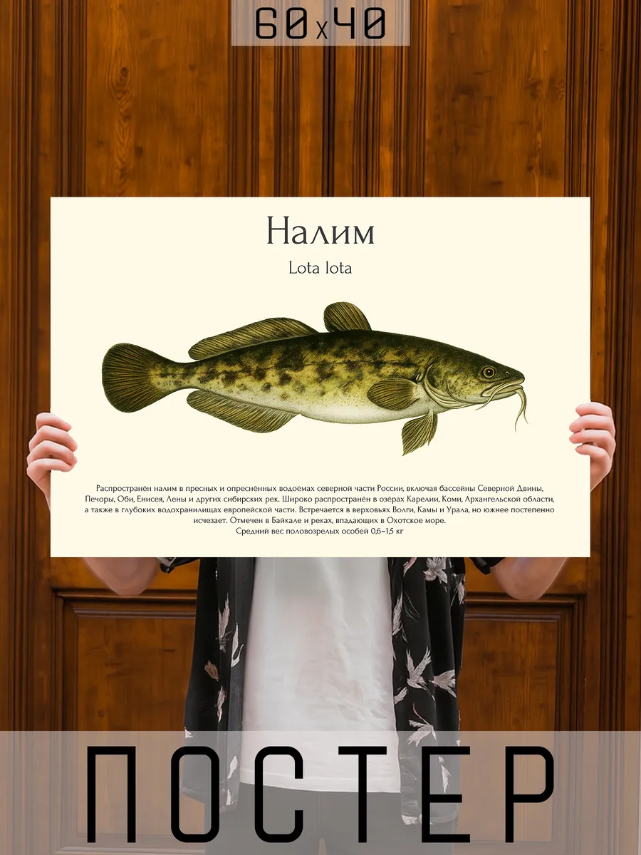 Постер на стену интерьерный большой Рыбы для рыбака - Налим