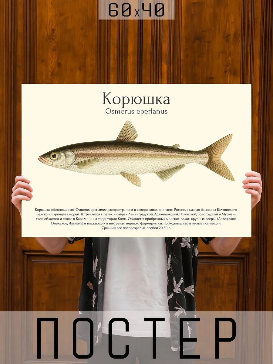 Постер на стену интерьерный большой Рыбы - Корюшка