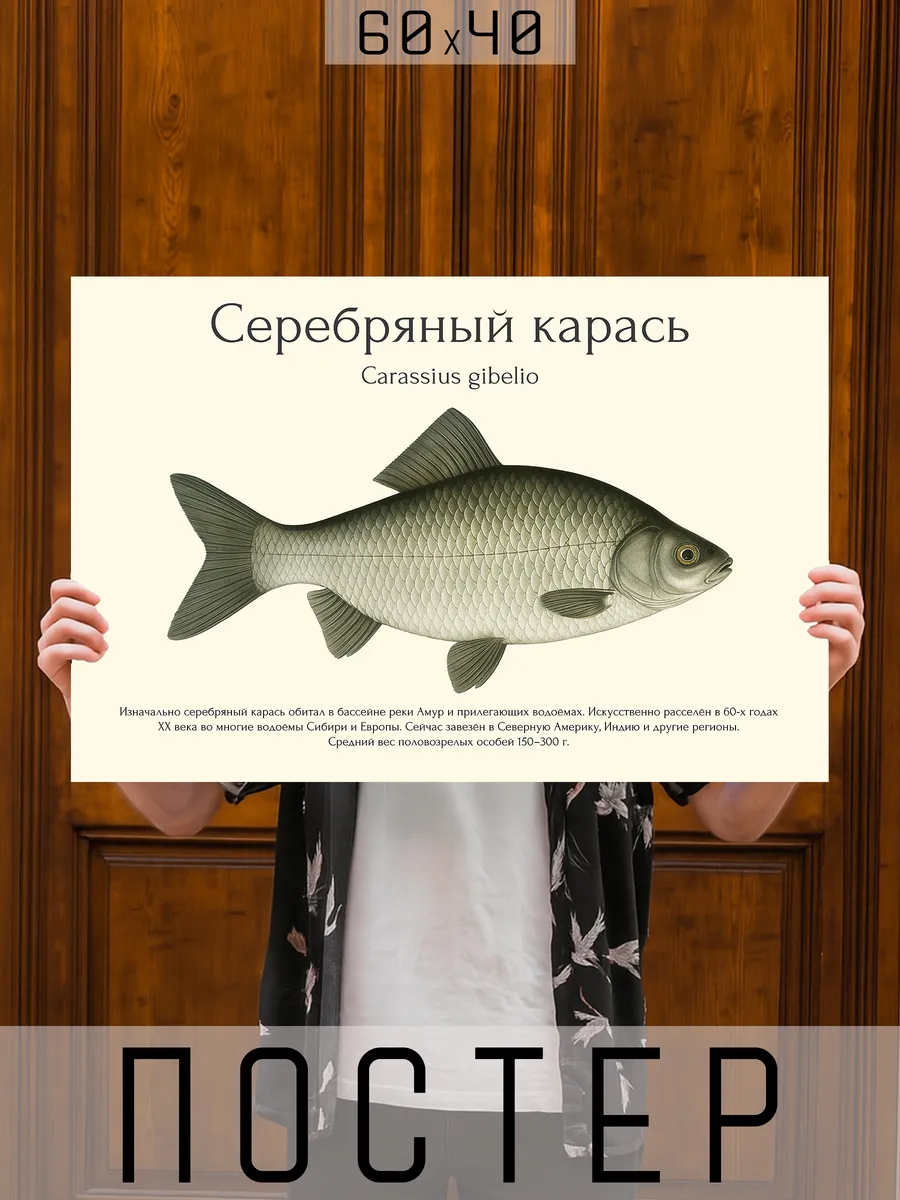 Постер на стену интерьерный большой Рыбы для рыбака - Карась