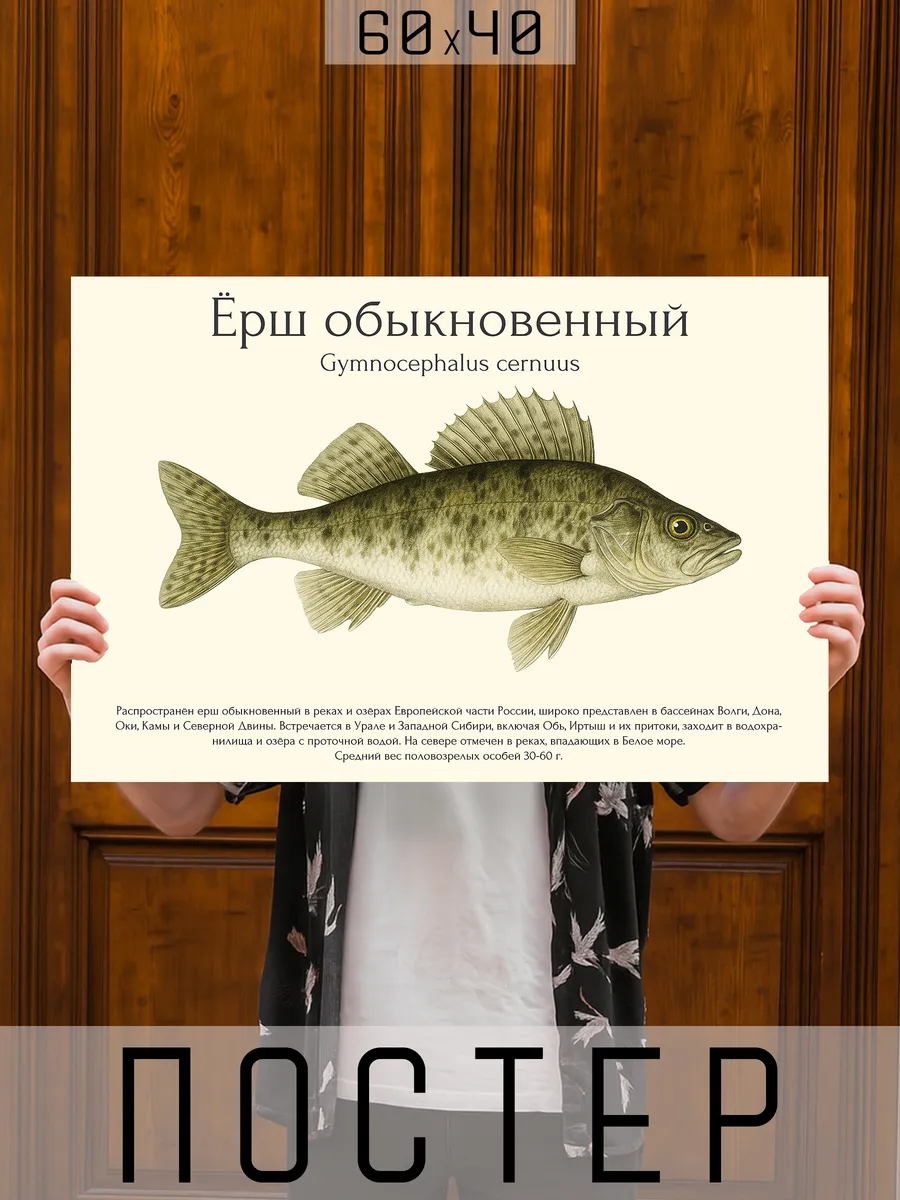 Постер на стену интерьерный большой Рыбы для рыбака - Ерш