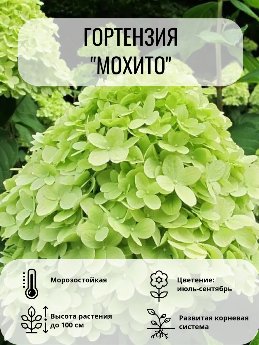 Гортензия метельчатая Mojito (Мохито) саженец