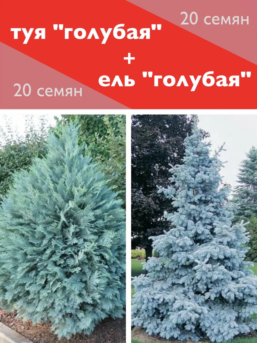 Семена ель голубая 20 штук + туя голубая 20 семян