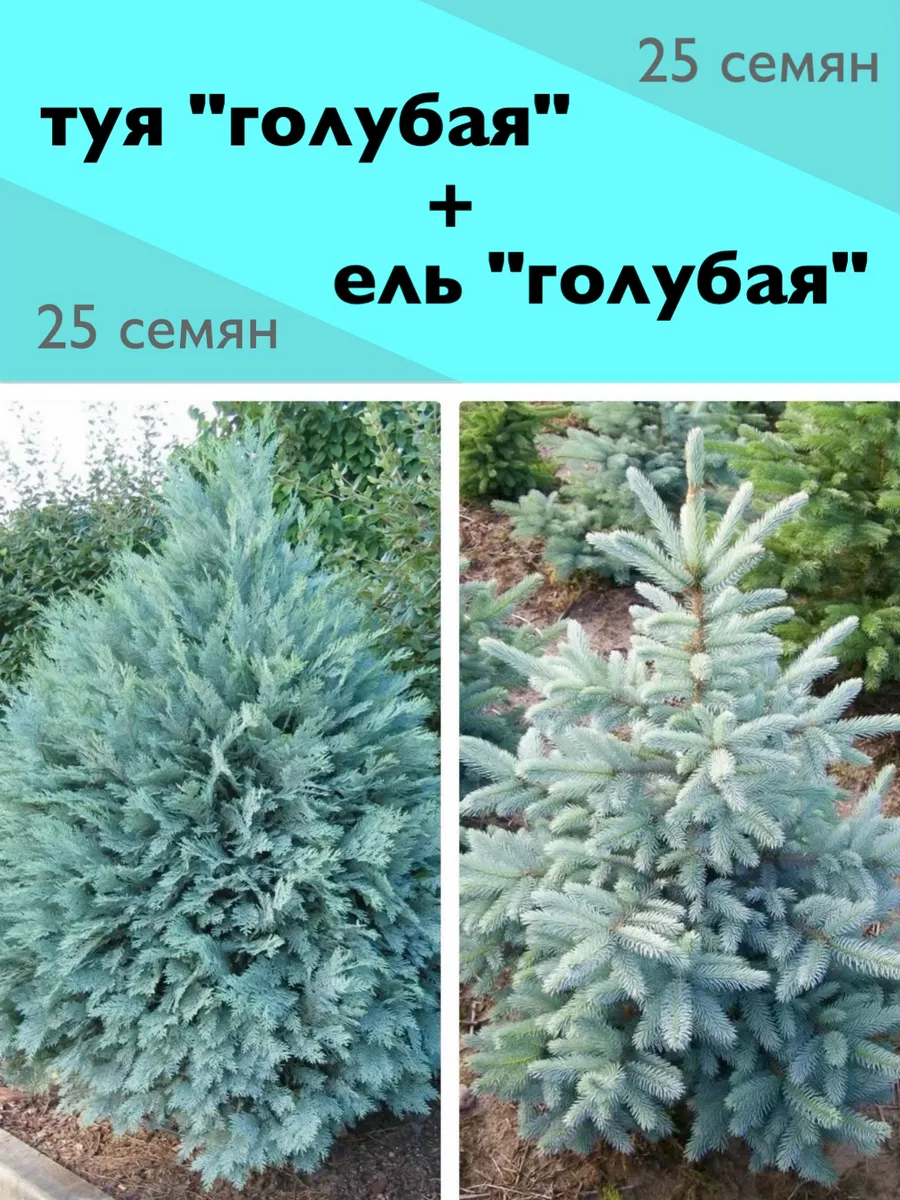 Семена ель голубая 25 штук + туя голубая 25 семян