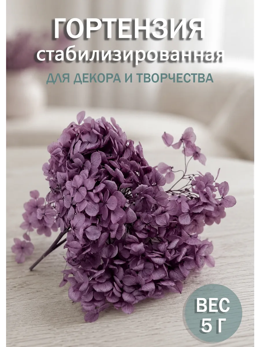 Стабилизированная гортензия сухоцветы