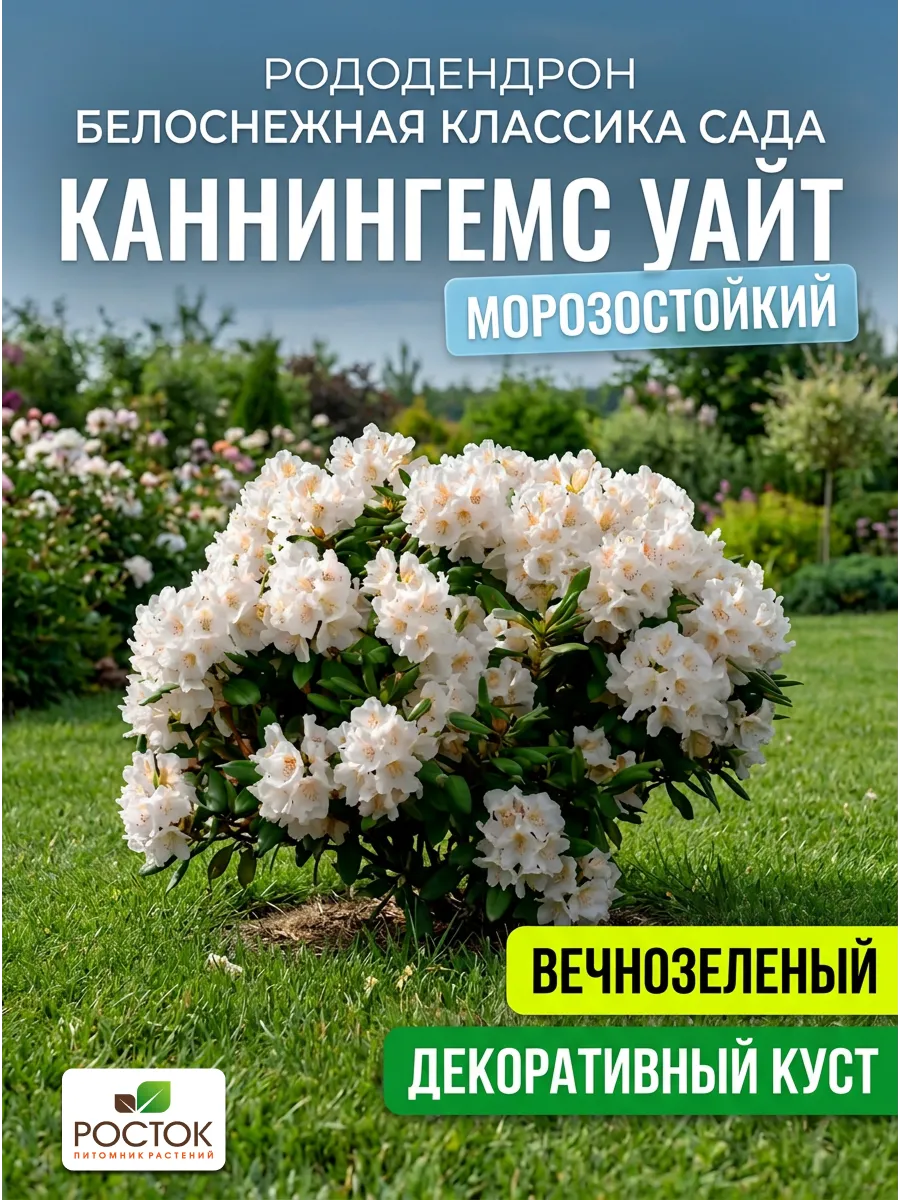 Рододендрон саженец зимостойкий Каннингемс Уайт