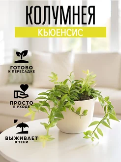 ZELE Колумнея Кьюенсис комнатное растение