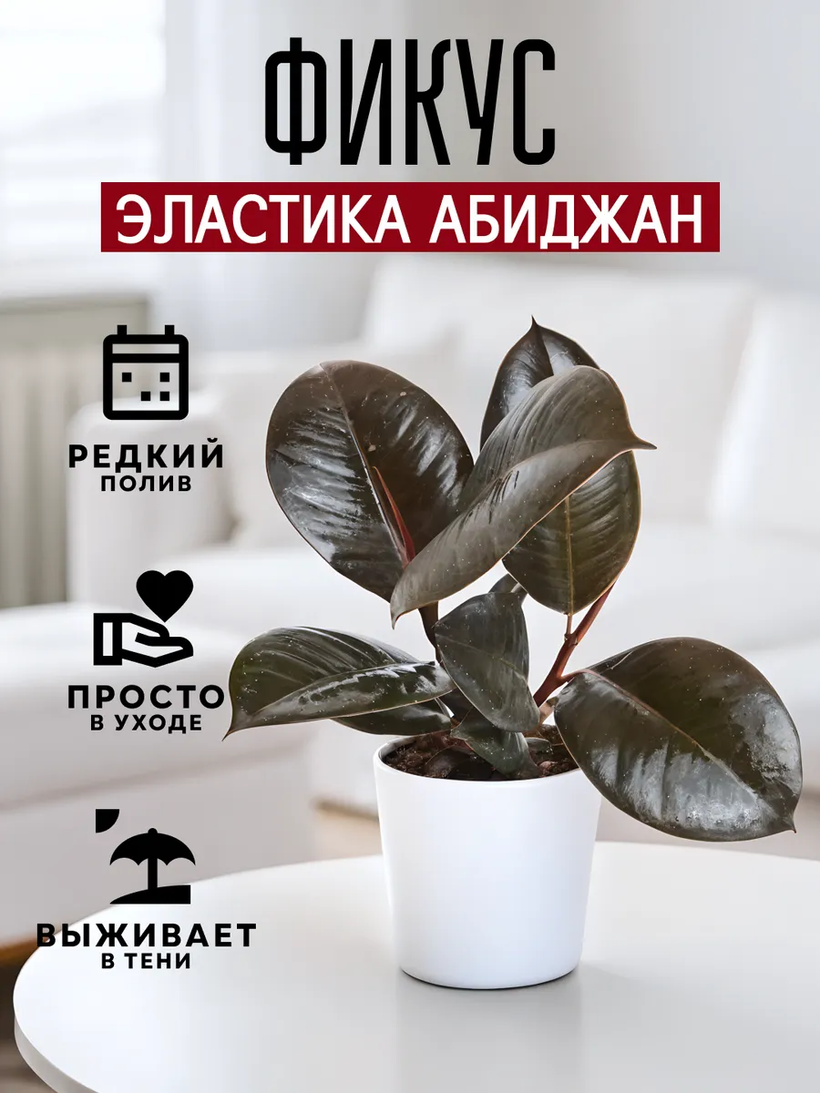 Фикус Эластика Абиджан комнатное растение