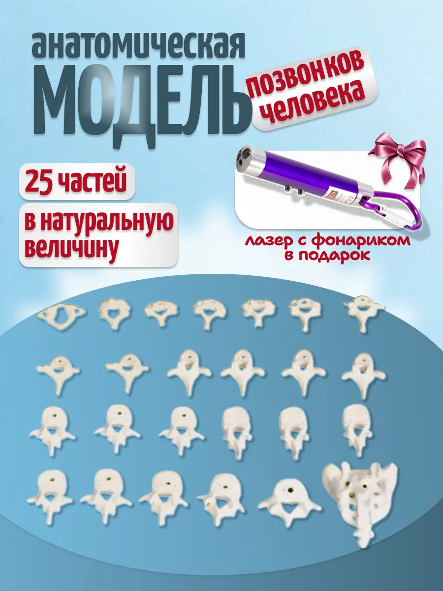 Анатомическая модель позвонков человека с фонариком