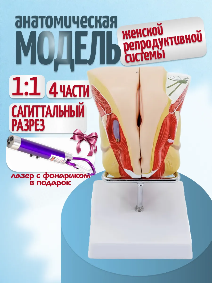 Модель женской репродуктивной системы с фонариком