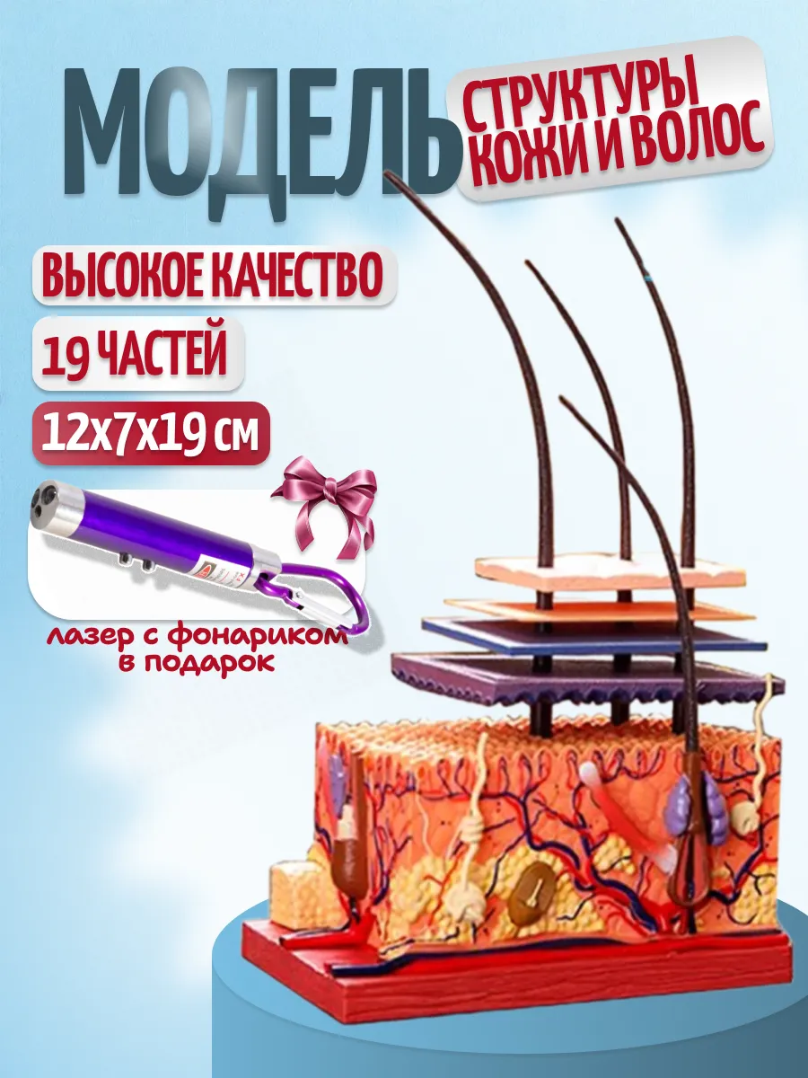 Анатомическая модель кожи и волос человека с фонариком