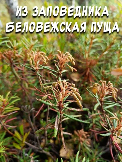 из Пущи Травяной веник. Багульник 2 шт, 2 шт, фото 4