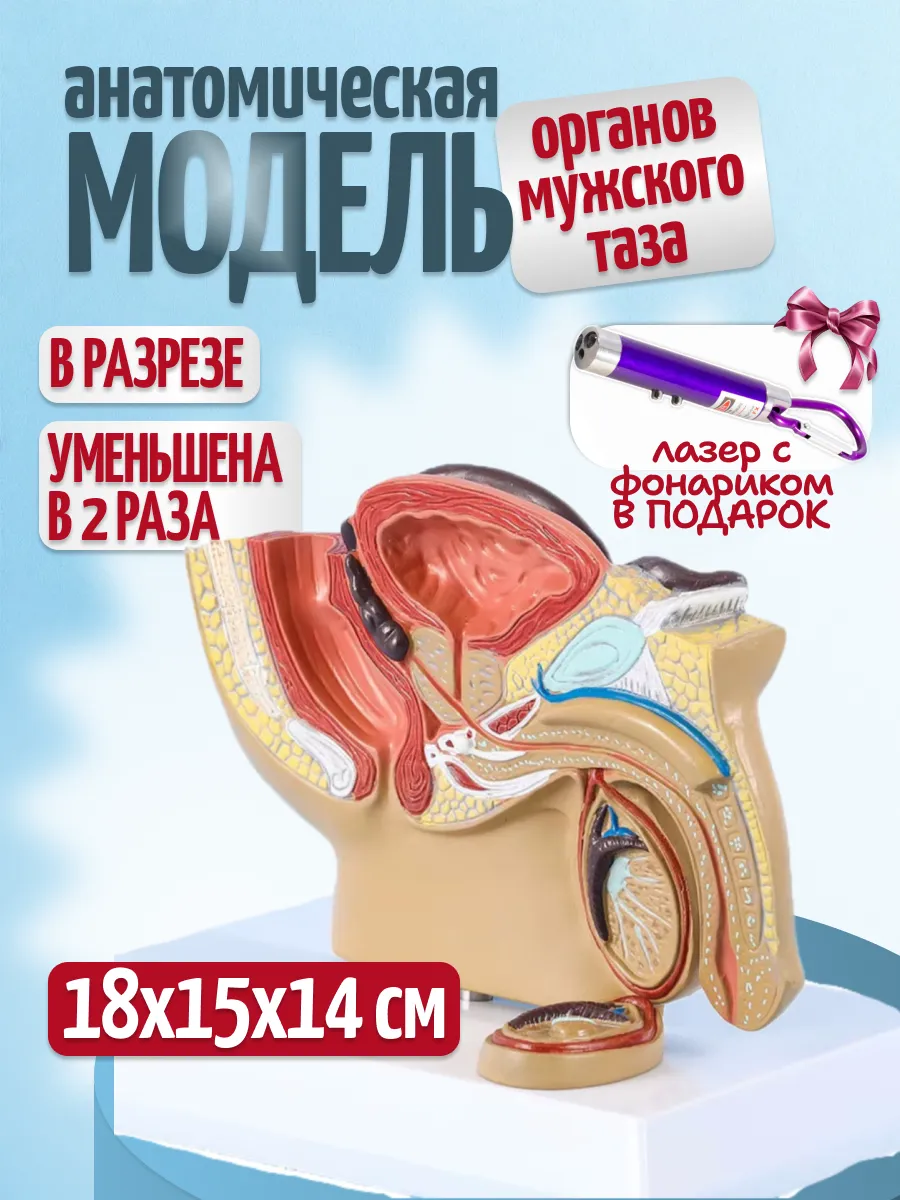 Анатомическая модель органов мужского таза с фонариком