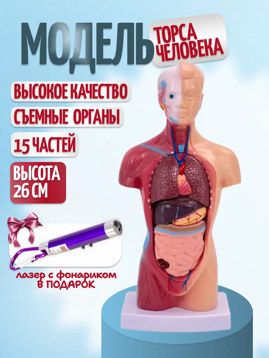 Анатомическая модель торса человека с фонариком