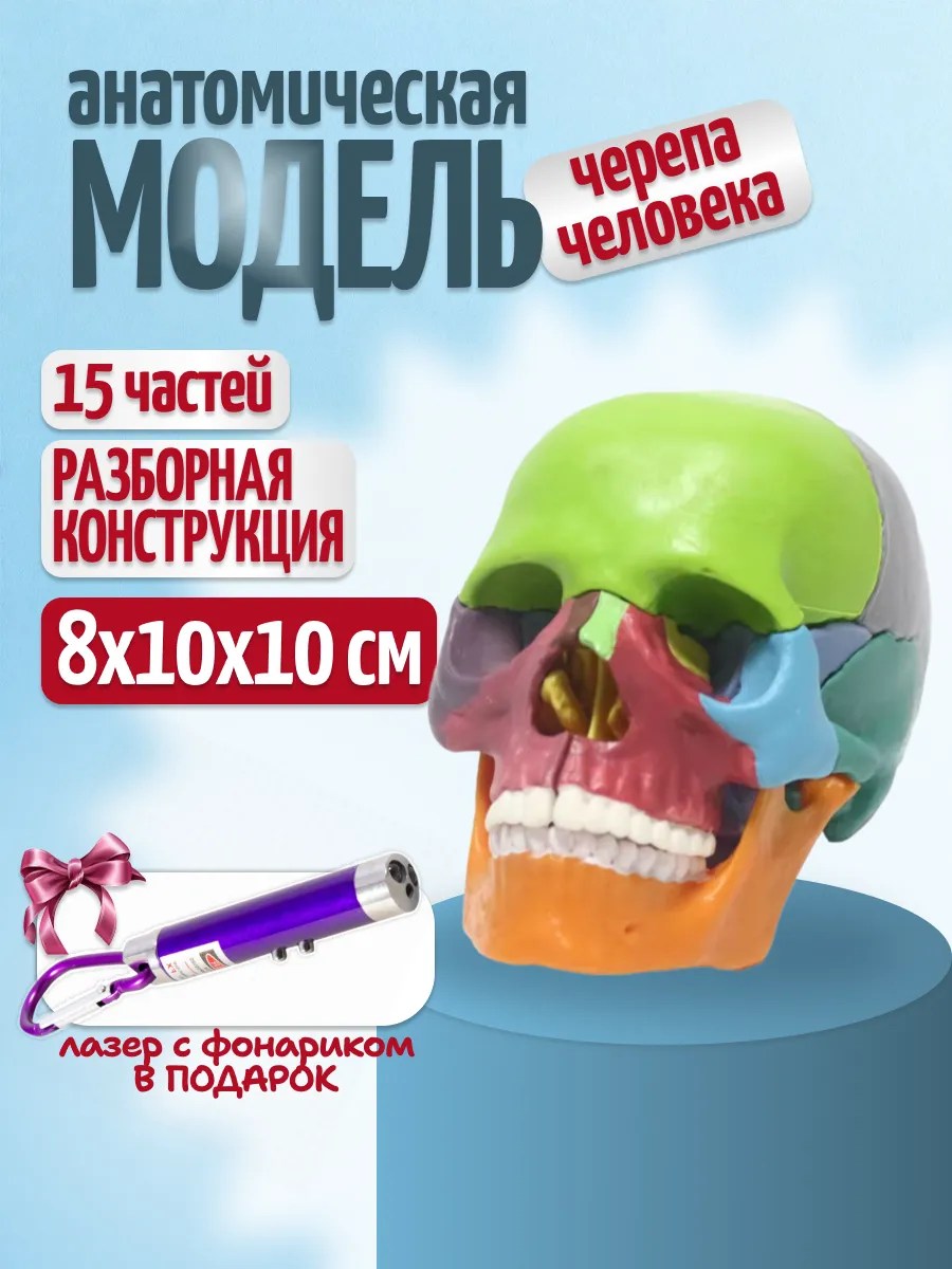 Анатомическая модель черепа человека с фонариком