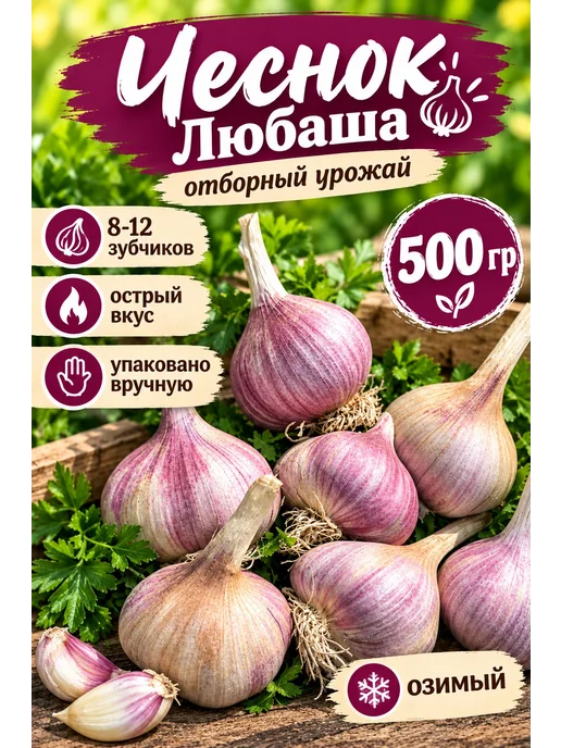 Чеснок на посадку сорт Любаша 1кг, вариант