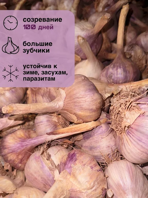 Чеснок на посадку сорт Любаша 1кг, вариант, фото 2