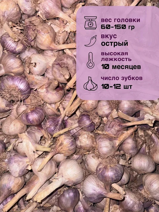 Чеснок на посадку сорт Любаша 1кг, вариант, фото 3
