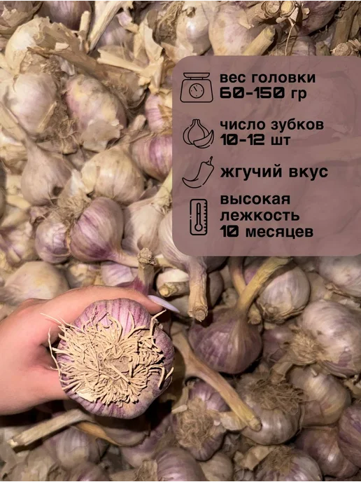 чеснок на посадку сорт Любаша, вариант, фото 2
