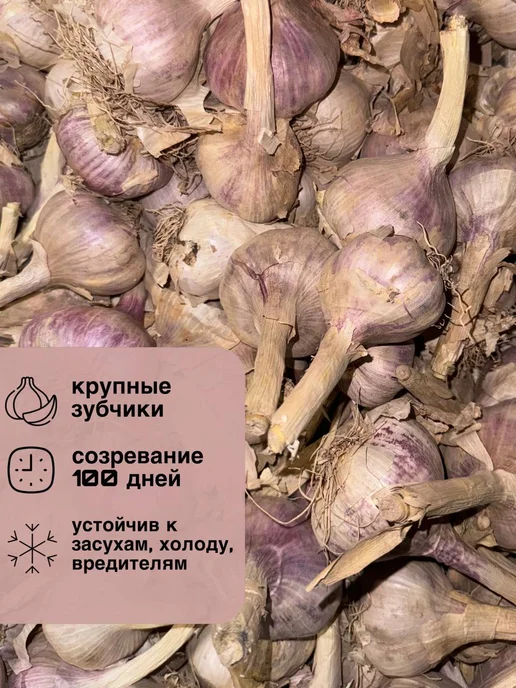 чеснок на посадку сорт Любаша, вариант, фото 3