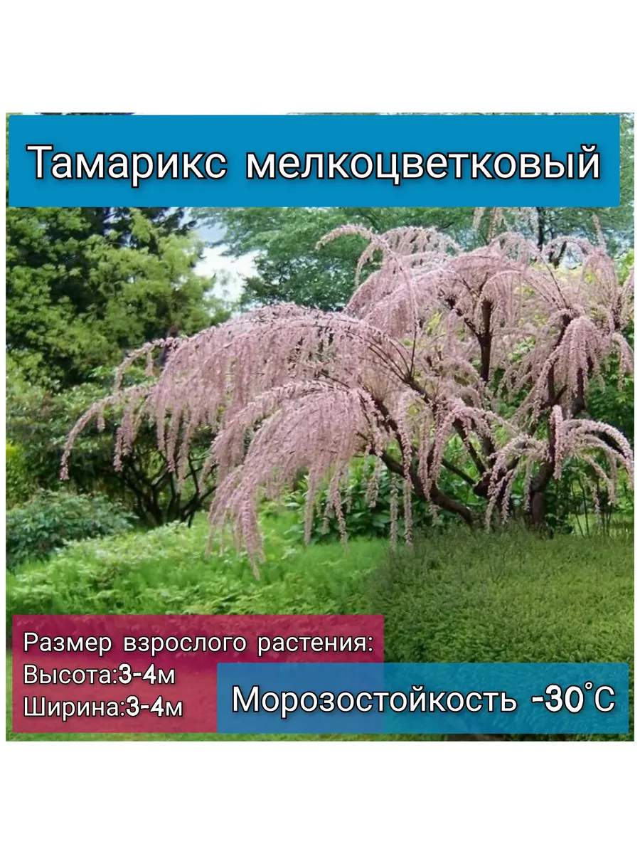 Тамарикс мелкоцветковый
