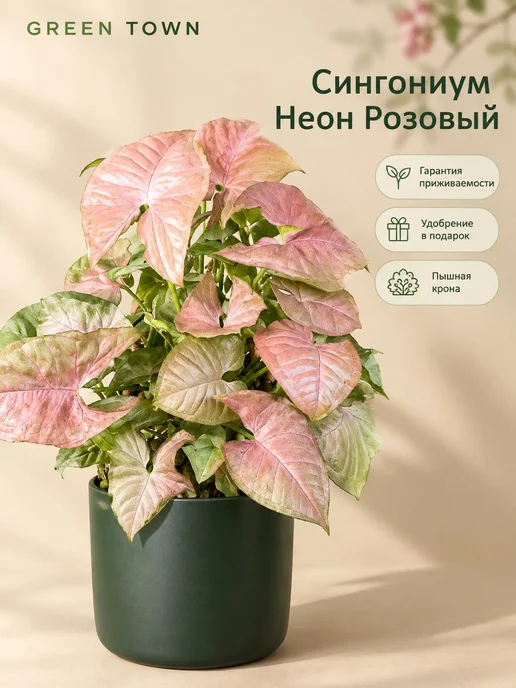 GREEN TOWN Сингониум Неон Розовый живое растение, зеленый