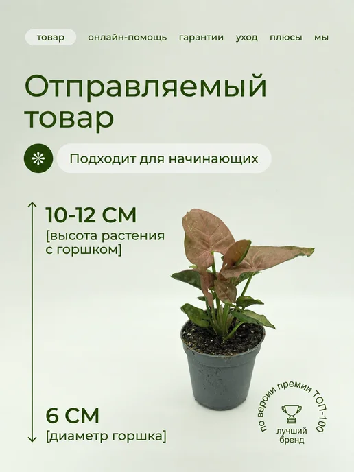 GREEN TOWN Сингониум Неон Розовый живое растение, зеленый, фото 2