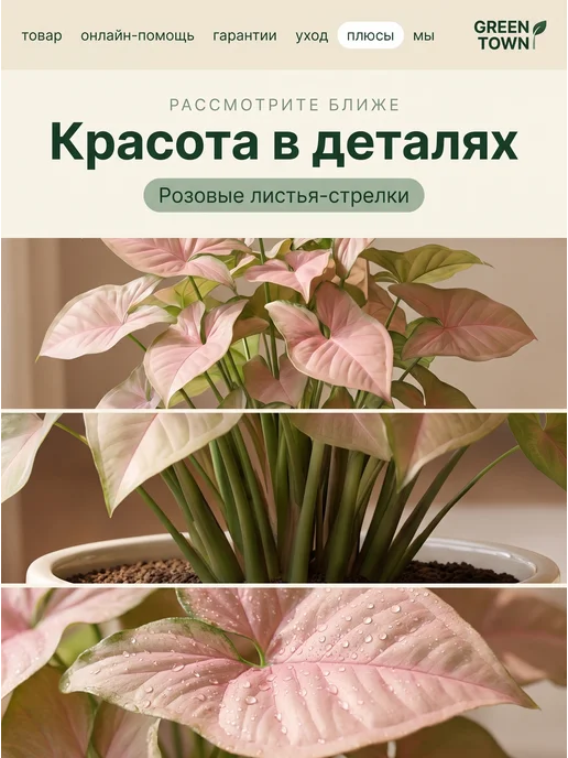 GREEN TOWN Сингониум Неон Розовый живое растение, зеленый, фото 3