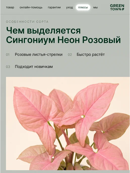 GREEN TOWN Сингониум Неон Розовый живое растение, зеленый, фото 5