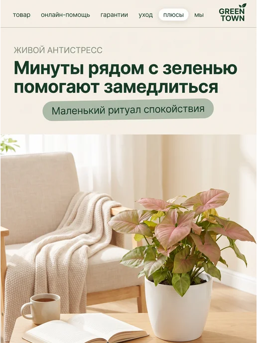 GREEN TOWN Сингониум Неон Розовый живое растение, зеленый, фото 6